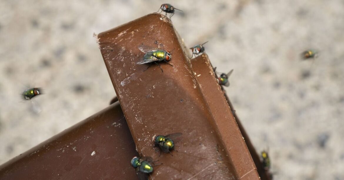 How to deter flies and maggots from wheelie bins for good How to deter flies and maggots from wheelie bins for good