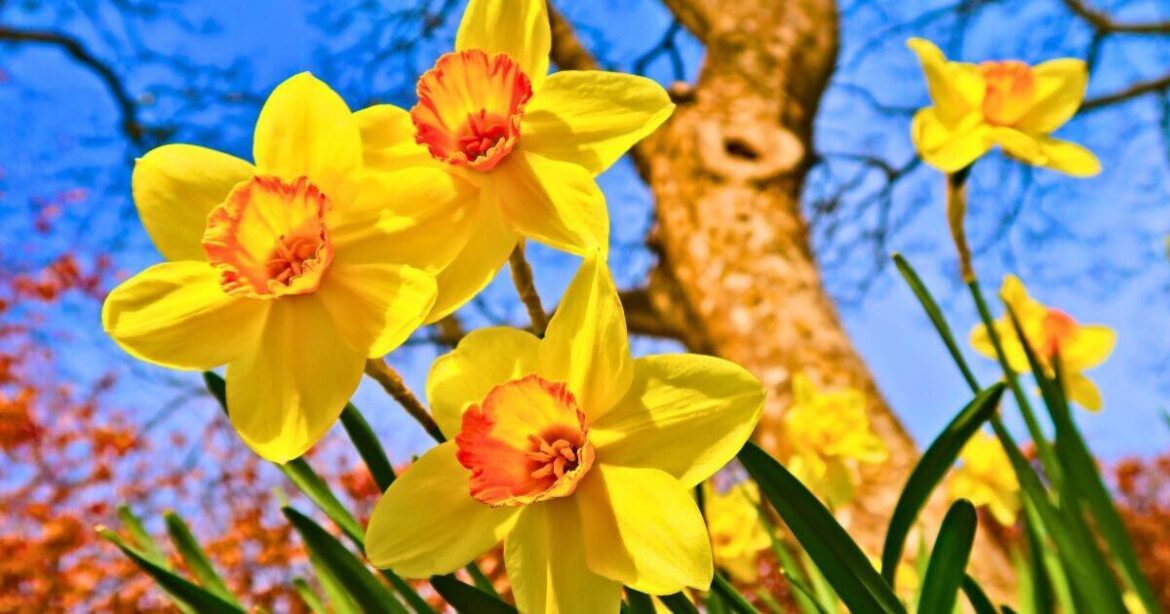 Anyone with daffodils in the garden should pinch them before they wilt Anyone with daffodils in the garden should pinch them before they wilt