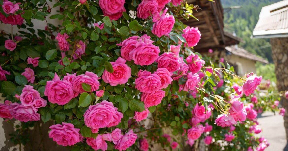 Monty Don shares what to plant in the garden in March Monty Don shares what to plant in the garden in March