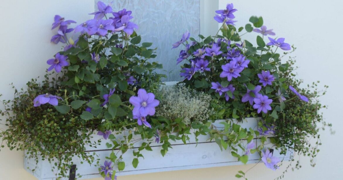 Technique 'produces more blooms' in flower that's 'perfect' for small spaces