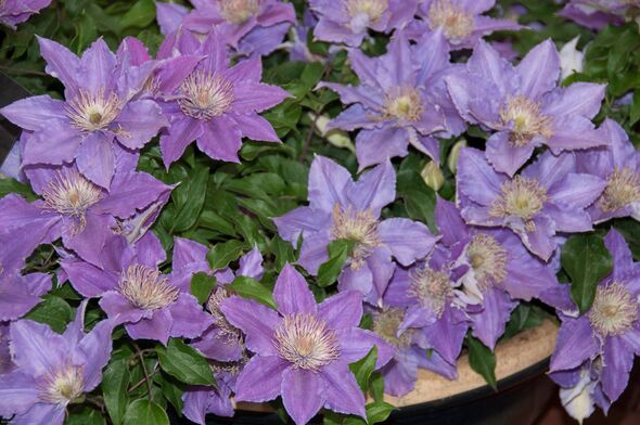 Colourful, hardy clematis