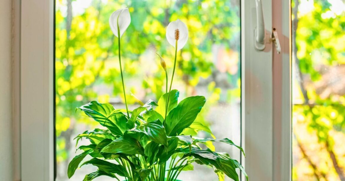 Peace lilies will come alive and bloom if placed in a better area of your home