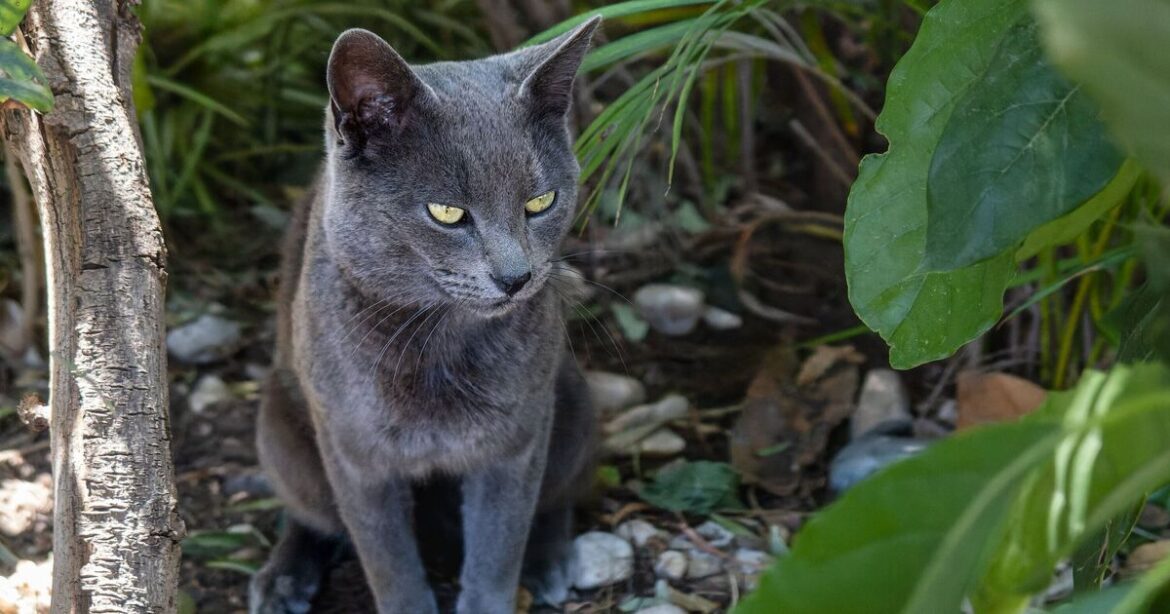 How to stop cats pooing in your garden naturally How to stop cats pooing in your garden naturally