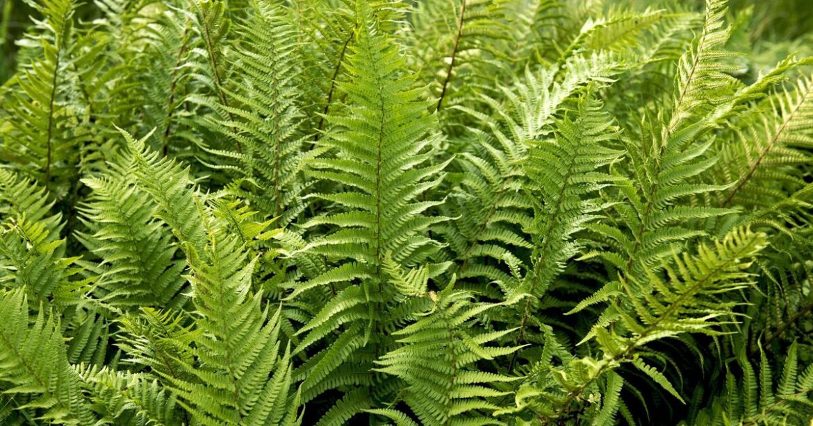 How to get ferns growing back bigger and better