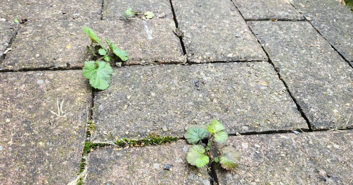 Kill weeds on driveway ‘permanently’ using everyday kitchen item Kill weeds on driveway ‘permanently’ using everyday kitchen item