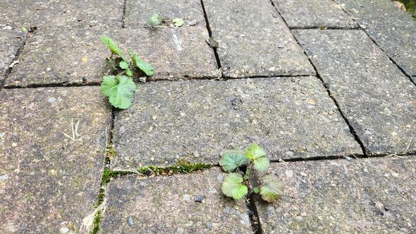 Weeds on driveway Weeds on driveway