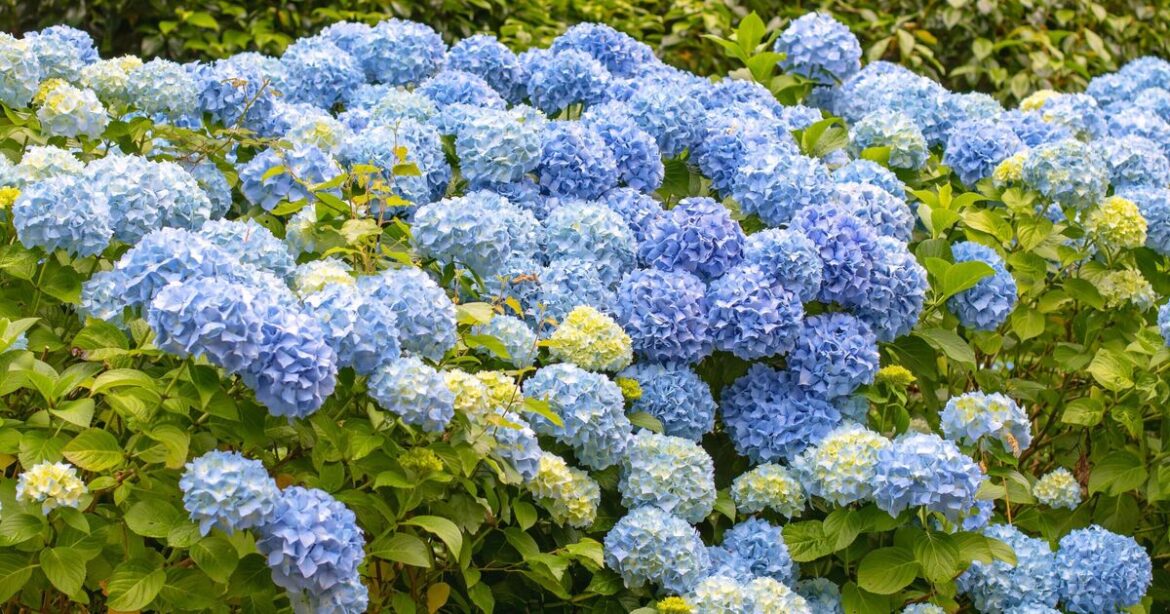 Biggest hydrangea mistake that leads to 'no flowers'