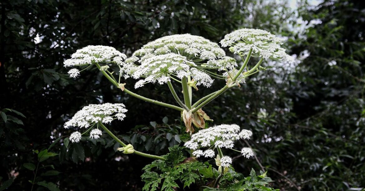 Gardeners warned ‘never’ touch UK’s ‘most dangerous plant’ Gardeners warned ‘never’ touch UK’s ‘most dangerous plant’