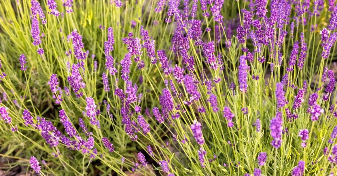 How to grow more lavender flowers in March