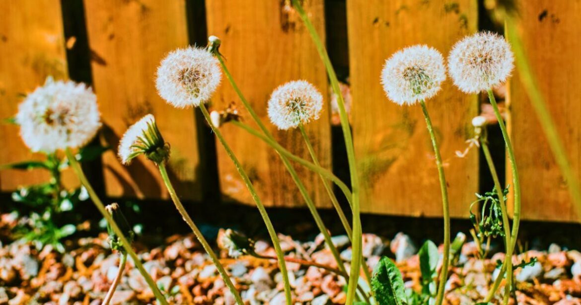 Weeds will stay off gravel paths and patios thanks to Alan Titchmarsh’s advice Weeds will stay off gravel paths and patios thanks to Alan Titchmarsh's advice