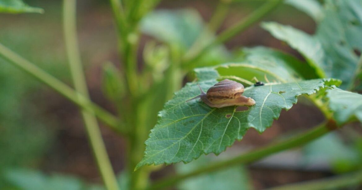 Stop slugs and snails eating plants with 1 natural item gardener uses
