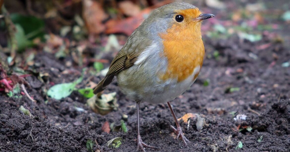 How to attract birds to your garden with B&M feature