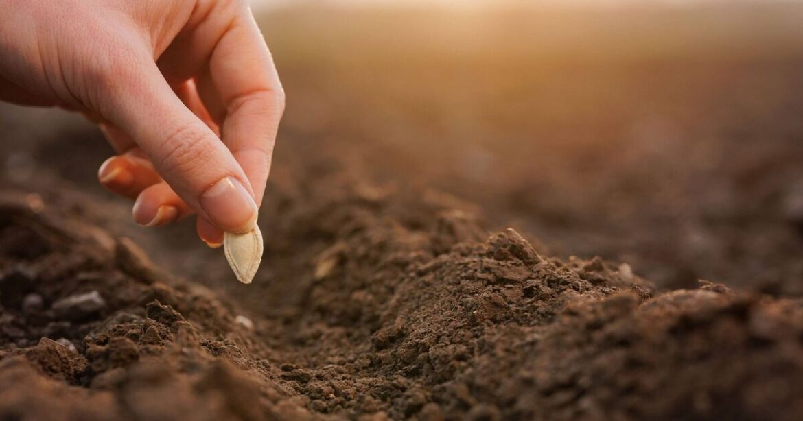 Gardeners urged to ‘set themselves up for success’ by planting these seeds Gardeners urged to 'set themselves up for success' by planting these seeds