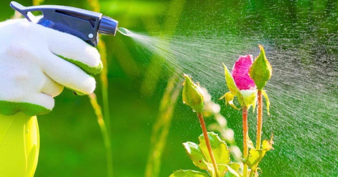 Roses will stay plump and healthy if sprayed with an everyday item once a week Roses will stay plump and healthy if sprayed with an everyday item once a week