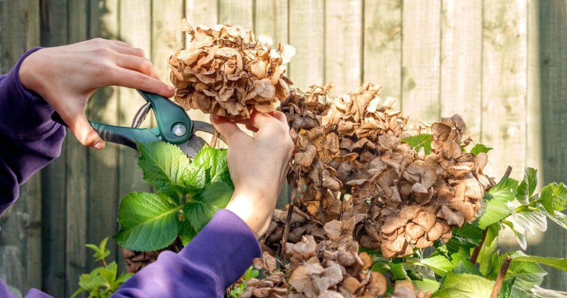 Gardeners urged to prune these 5 plants in March for lush growth