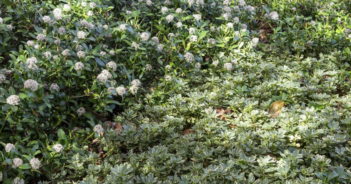 Stop planting grass lawns when one alternative is lower maintenance Stop planting grass lawns when one alternative is lower maintenance