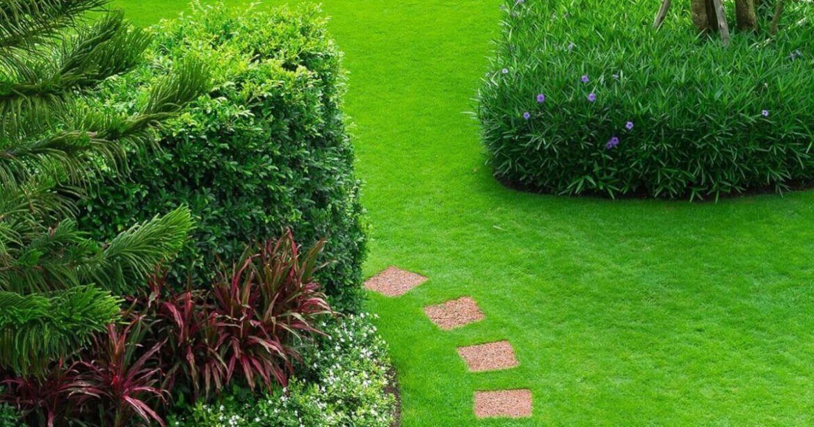 Weed and feed lawn treatment 'strengthens roots' for 'healthier grass'