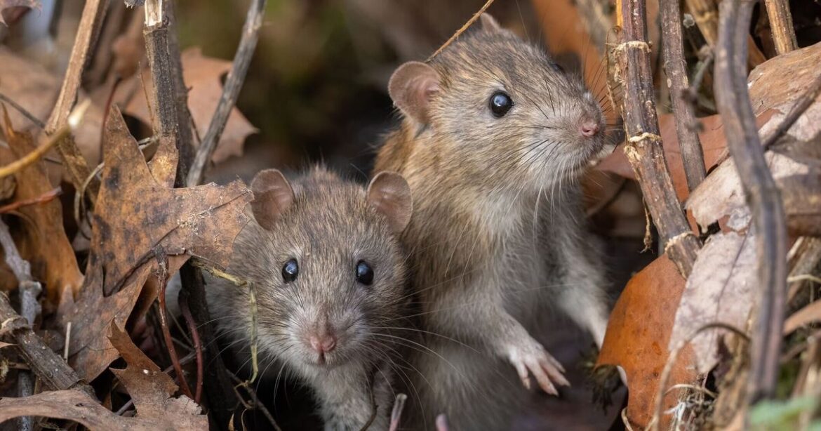 Rats will take over your garden if you leave common item outdoors Rats will take over your garden if you leave common item outdoors