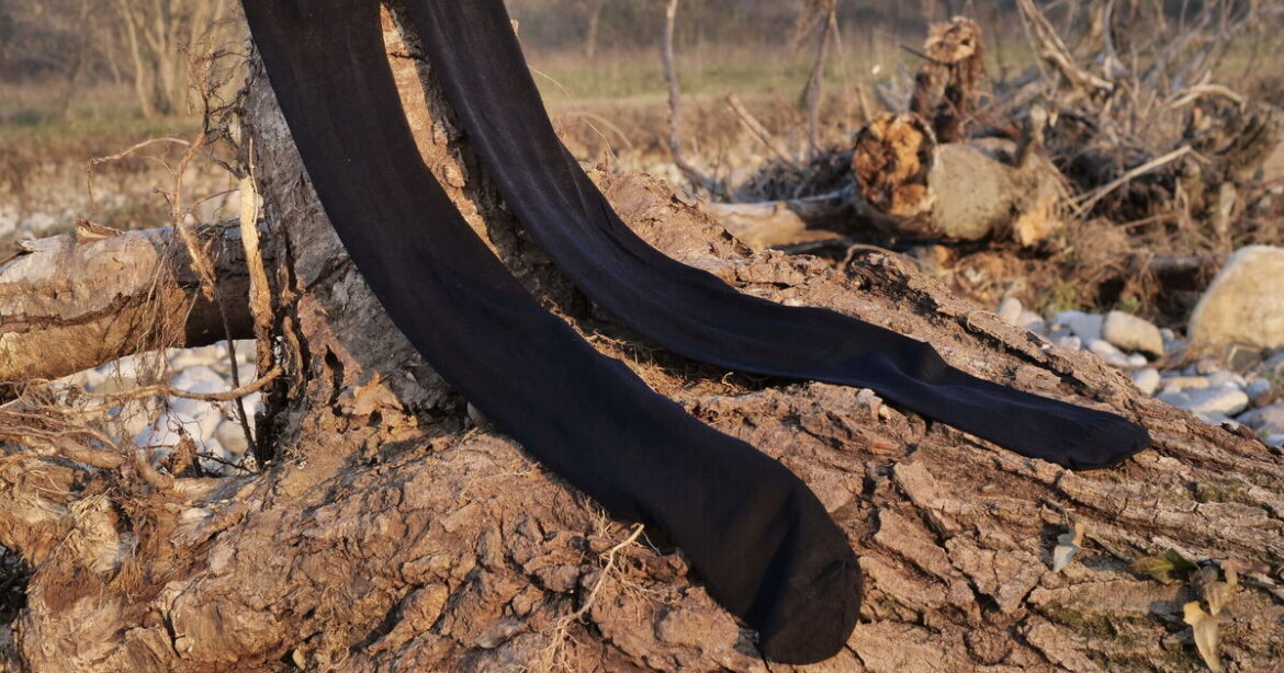 UK households urged to put old tights in gardens in March UK households urged to put old tights in gardens in March