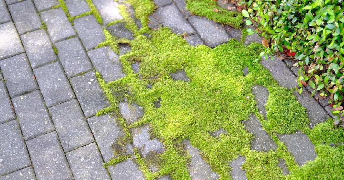 Remove patio moss, grime and algae with £3.30 household item