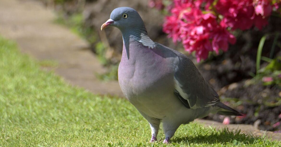 Pigeons will fly away immediately if you use 65p product in gardens Pigeons will fly away immediately if you use 65p product in gardens