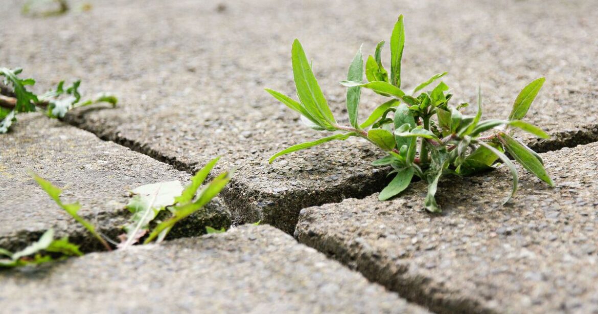 Weeds disappear from your garden with 1 free kitchen item Weeds disappear from your garden with 1 free kitchen item