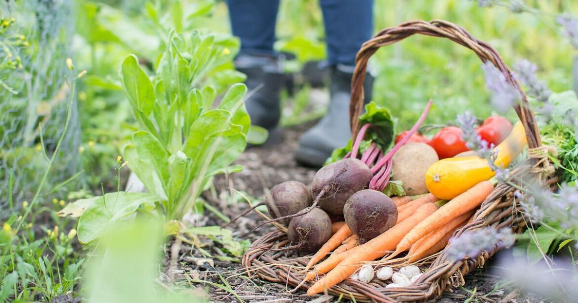 How to avoid common mistakes when growing vegetables