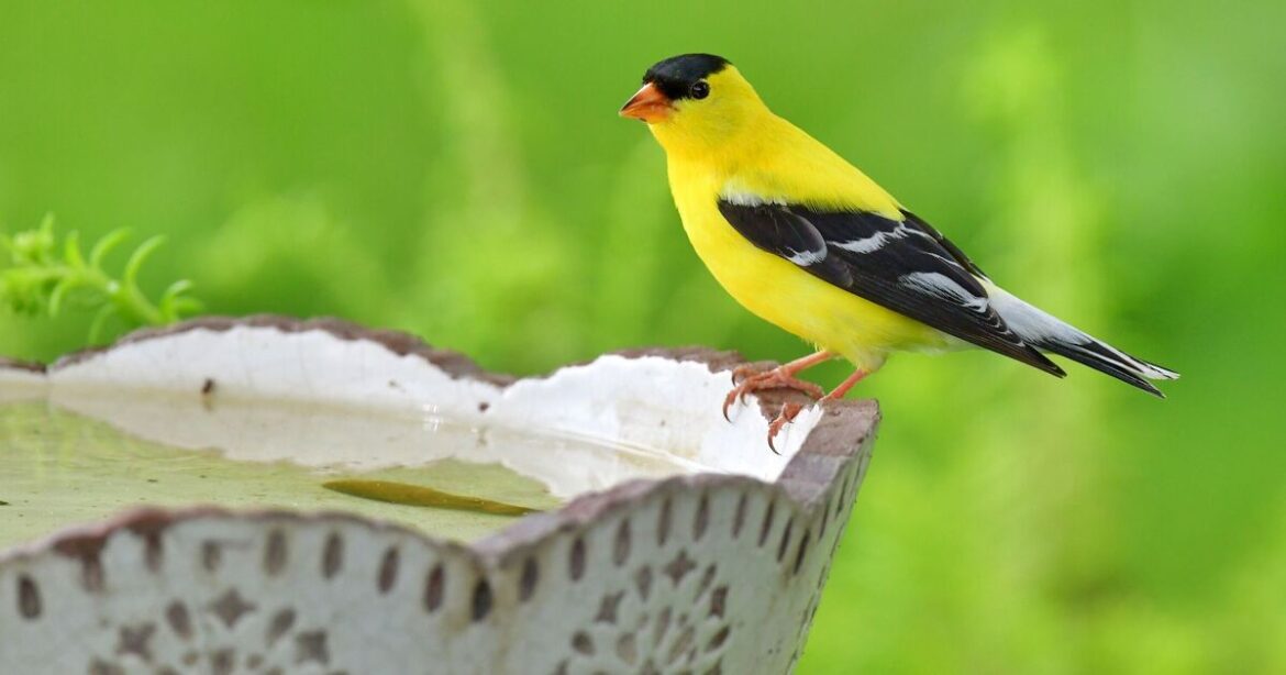 Gardeners urged to put a penny in their birdbath this April Gardeners urged to put a penny in their birdbath this April