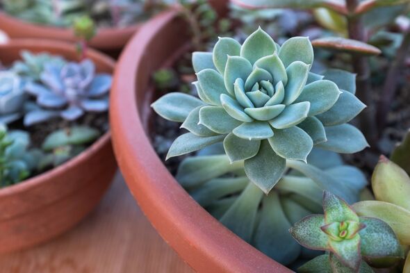Succulent plants in pots. Echeveria, sedums and crassulas. Succulents for poster, calendar, post, screensaver, wallpaper, postca Succulent plants in pots. Echeveria, sedums and crassulas. Succulents for poster, calendar, post, screensaver, wallpaper, postca