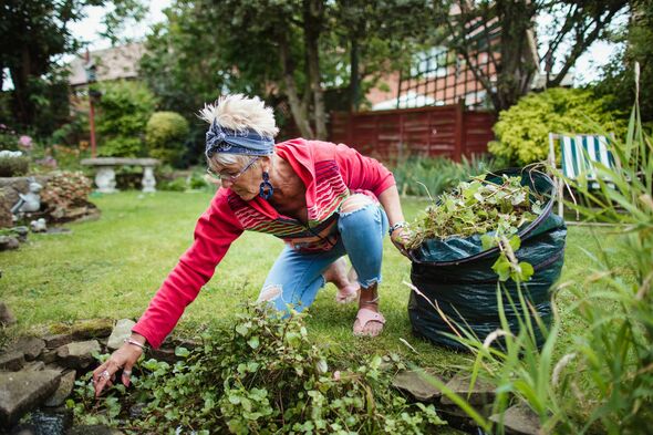 Senior woman gathering weeds and garden waste in her compost bag. She is cleaning weeds from her garden pond. Senior woman gathering weeds and garden waste in her compost bag. She is cleaning weeds from her garden pond.