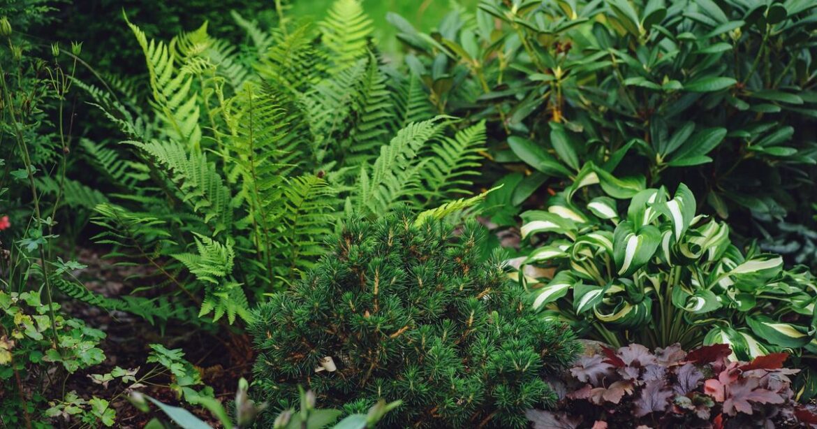 Unstoppable perennials that thrive in deep shade where most plants fail Unstoppable perennials that thrive in deep shade where most plants fail