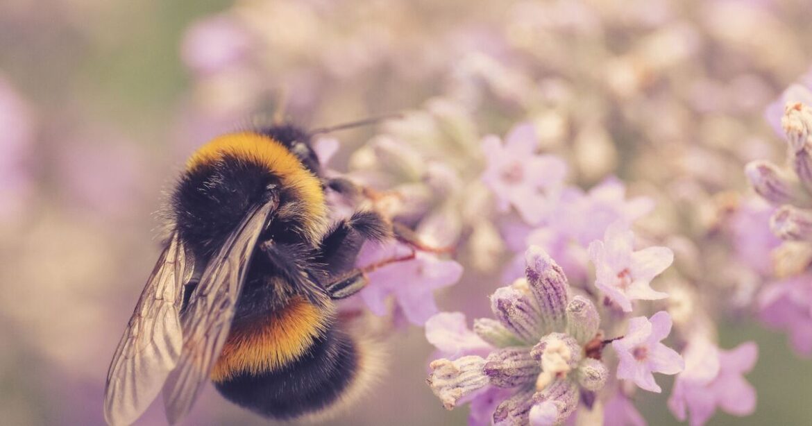 Bumblebees will flock back to your garden with one flower they adore Bumblebees will flock back to your garden with one flower they adore