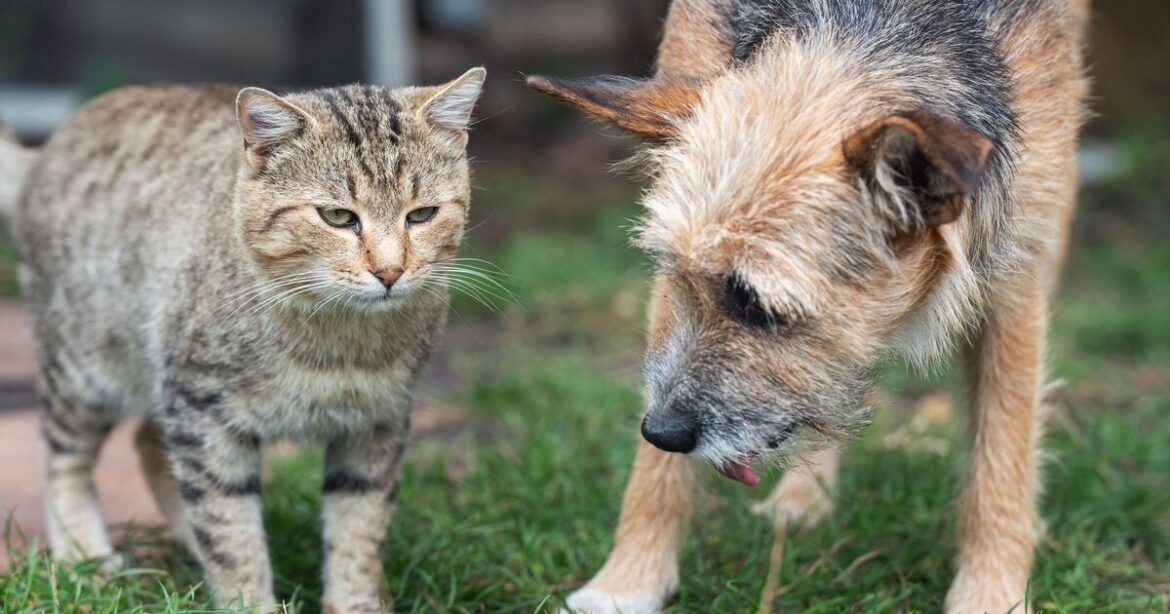 All dog and cat owners urged to avoid 'toxic' popular flower in March