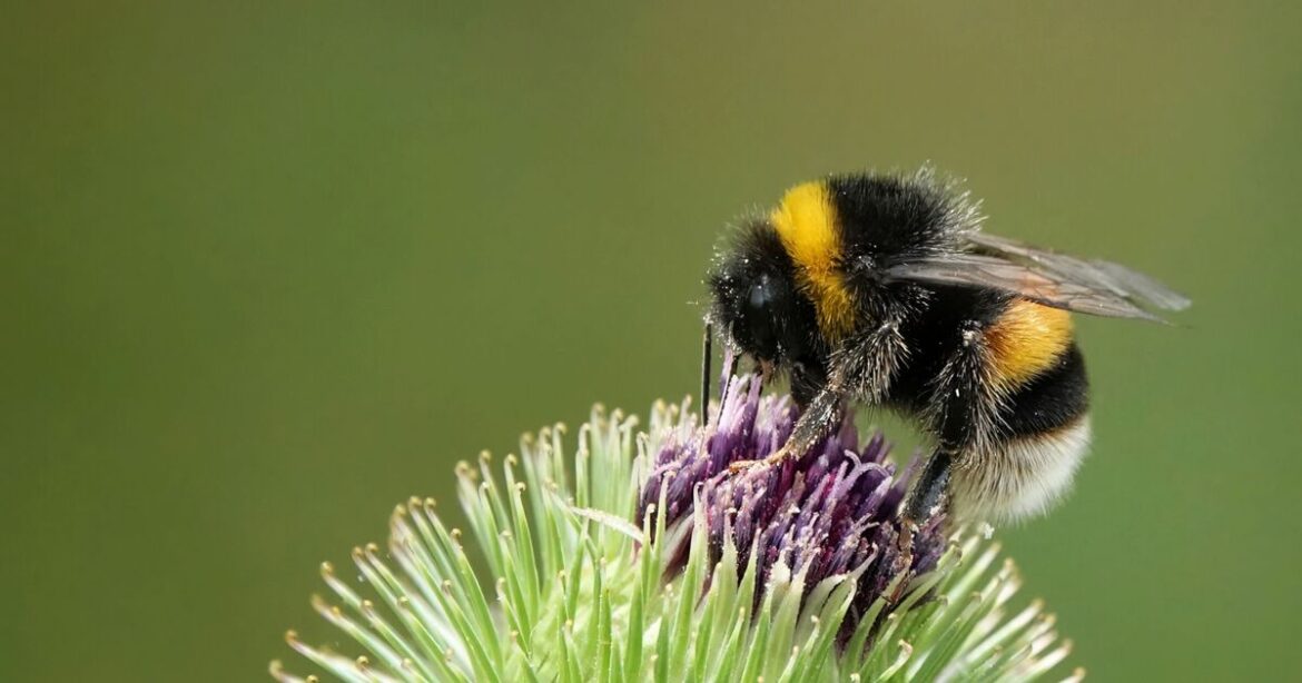 Bee really helpful this spring for much-needed garden pollinators Bee really helpful this spring for much-needed garden pollinators