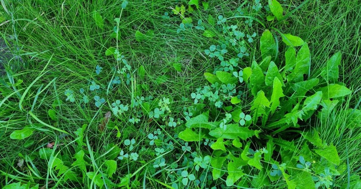 Lawn weeds will disappear if you do a five-minute job before mowing Lawn weeds will disappear if you do a five-minute job before mowing
