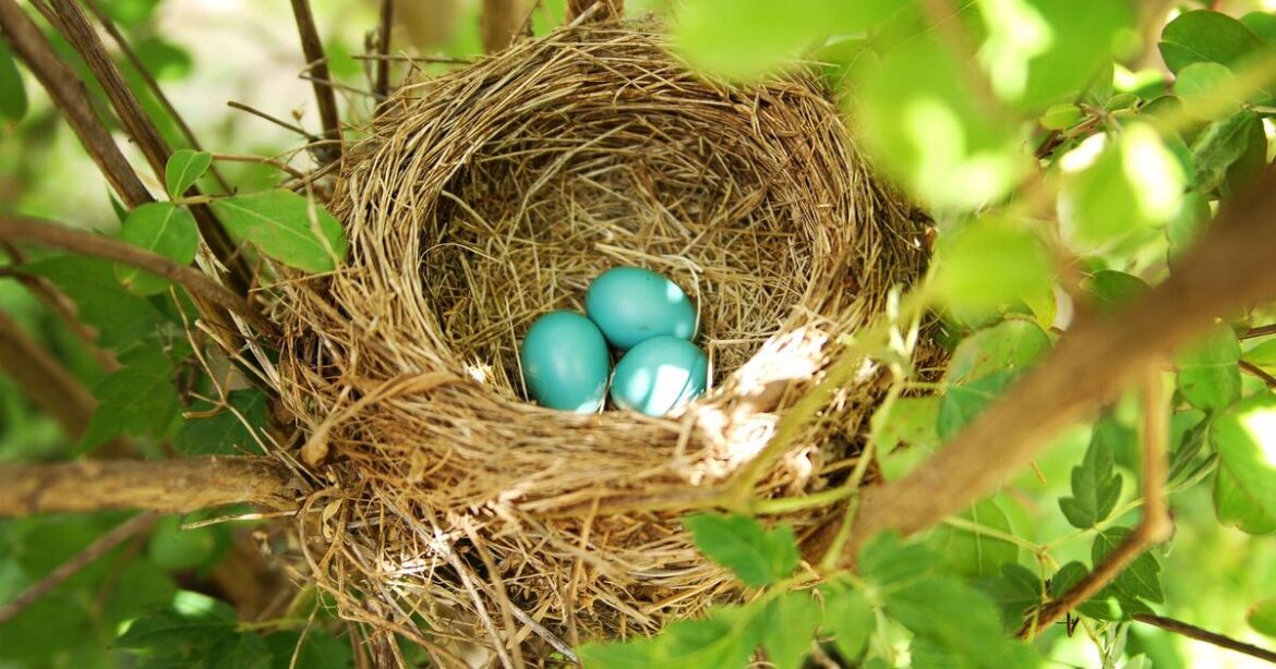 UK gardeners urged to do 5 things to help birds during nesting season