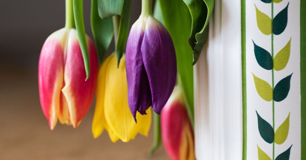 How to stop tulips going ‘floppy’ in the garden using expert’s key steps How to stop tulips going 'floppy' in the garden using expert's key steps