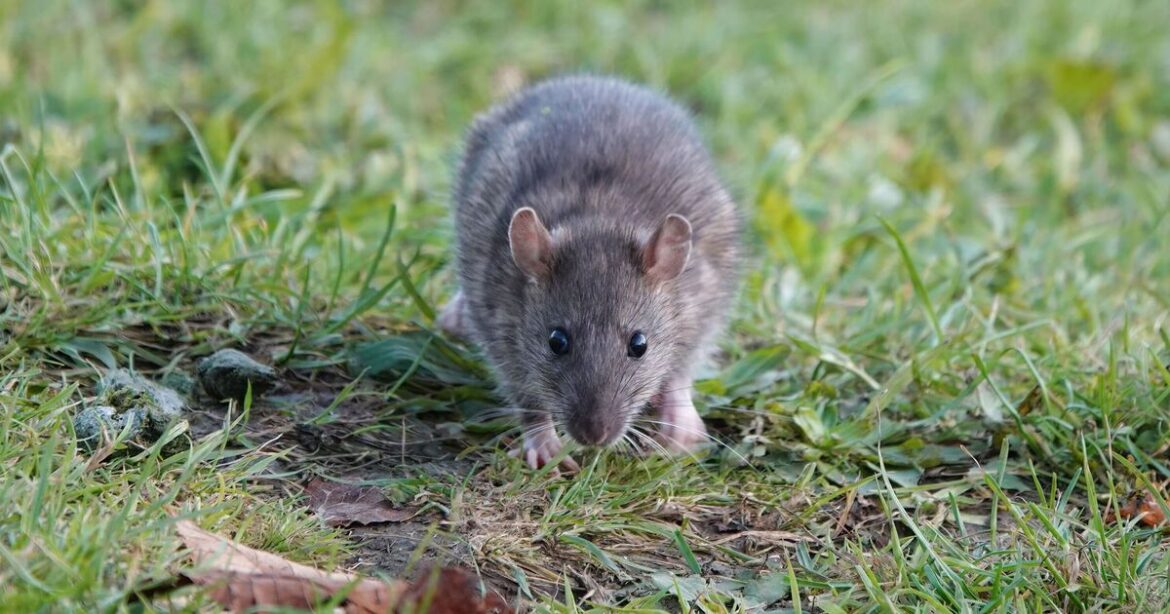 Alan Titchmarsh urges households to move 'magnet for rats'