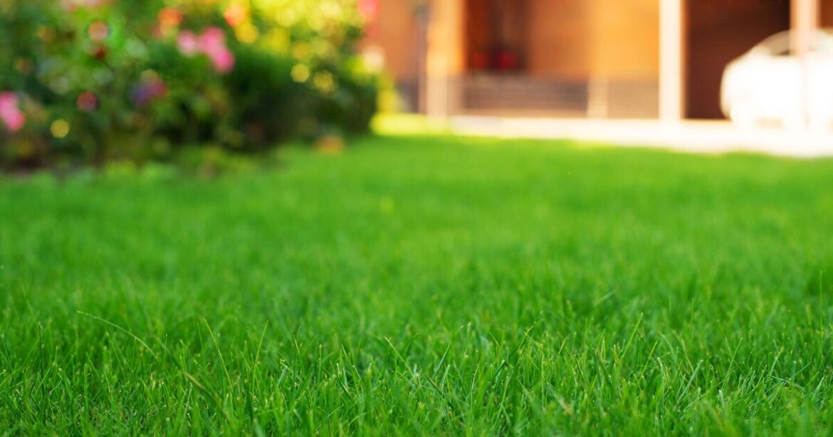 Garden lawns will grow back thicker and greener with 3 steps Garden lawns will grow back thicker and greener with 3 steps