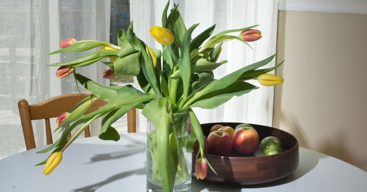 Gardener shares 1 simple job to stop tulips from going ‘floppy’