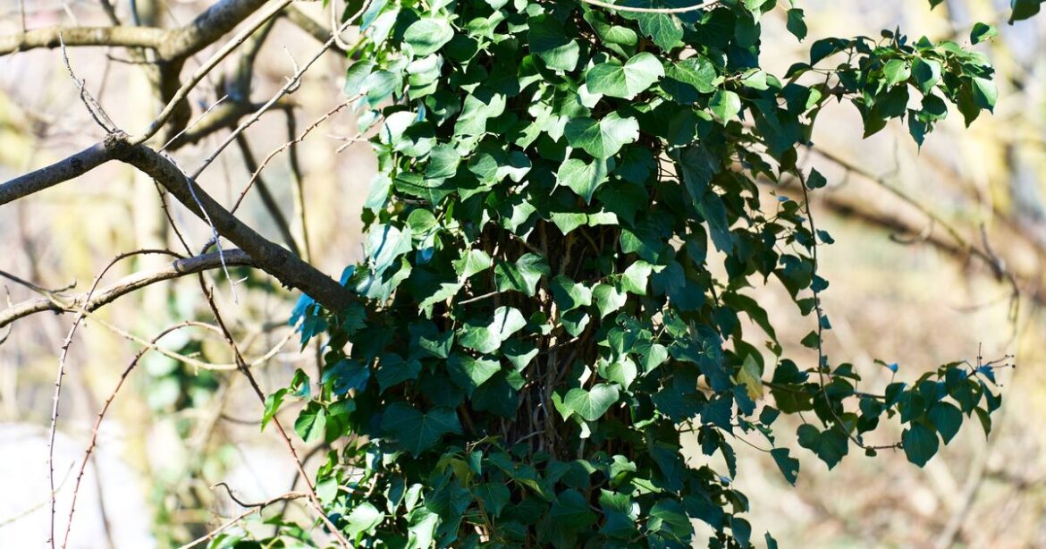 How to remove ivy naturally in 5 days using 3 kitchen ingredients How to remove ivy naturally in 5 days using 3 kitchen ingredients