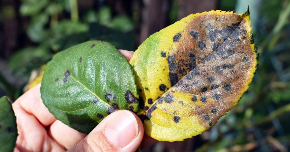 Roses 'won't have black spot' if planted with 1 key flower