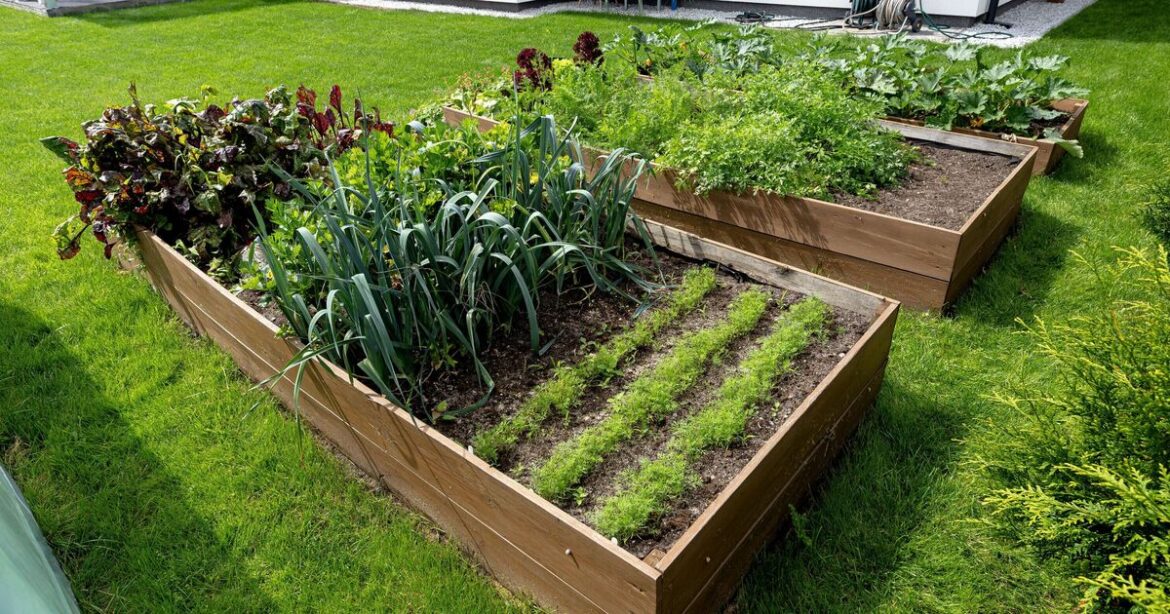 Garden expert lists five seeds you must plant in April Garden expert lists five seeds you must plant in April