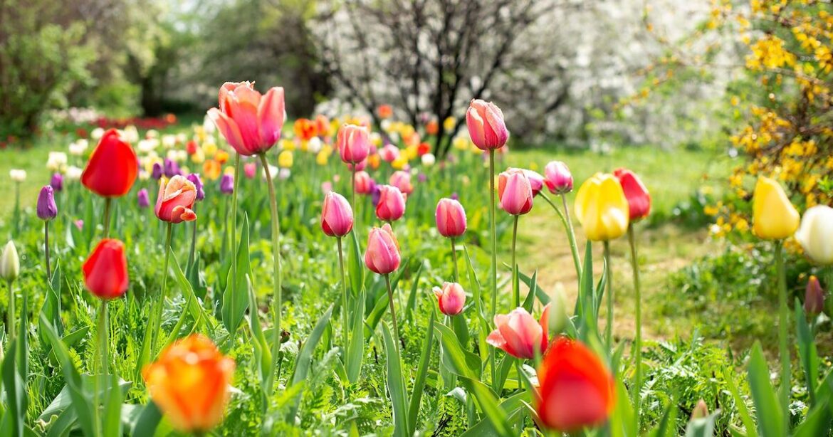 Anyone with tulips in garden urged to do 1 ‘crucial’ thing by Wednesday Anyone with tulips in garden urged to do 1 'crucial' thing by Wednesday