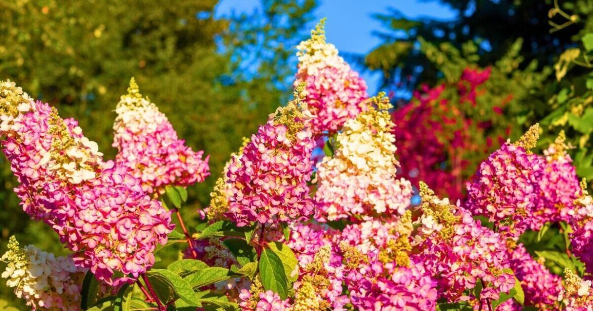 Hydrangeas will stay healthy in spring if you add 1 simple item to a garden