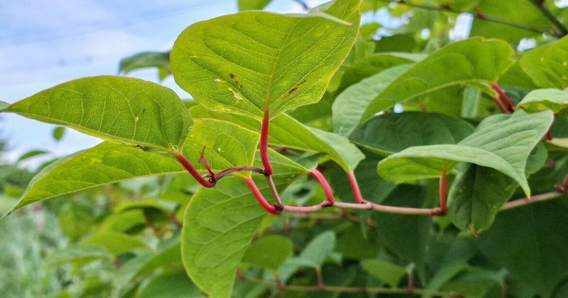Three common spring plants to avoid growing or risk ‘extensive damage’ Three common spring plants to avoid growing or risk 'extensive damage'