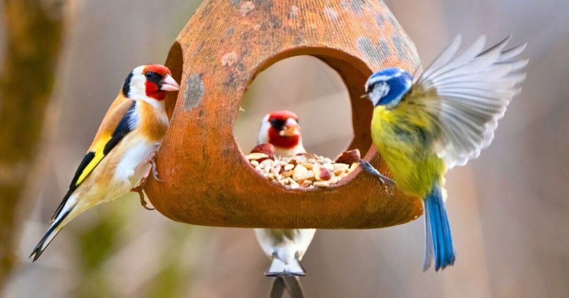 Anyone feeding birds needs to avoid 1 common task in April Anyone feeding birds needs to avoid 1 common task in April