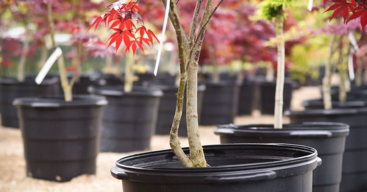 Gardeners warned not to make important mistake with potted plants Gardeners warned not to make important mistake with potted plants