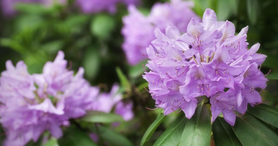 How to encourage rhododendrons to flower in spring How to encourage rhododendrons to flower in spring