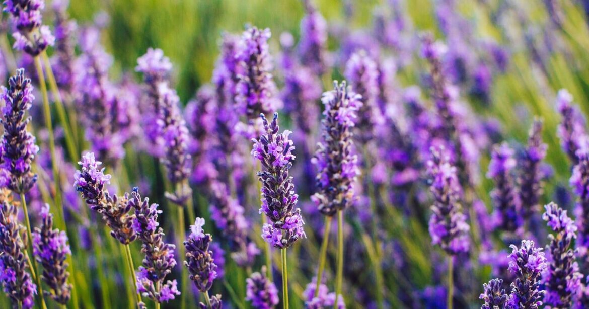 How to stop lavender turning 'leggy' with last-chance task